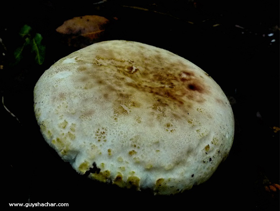 Galilee_Mushrooms_P2000397