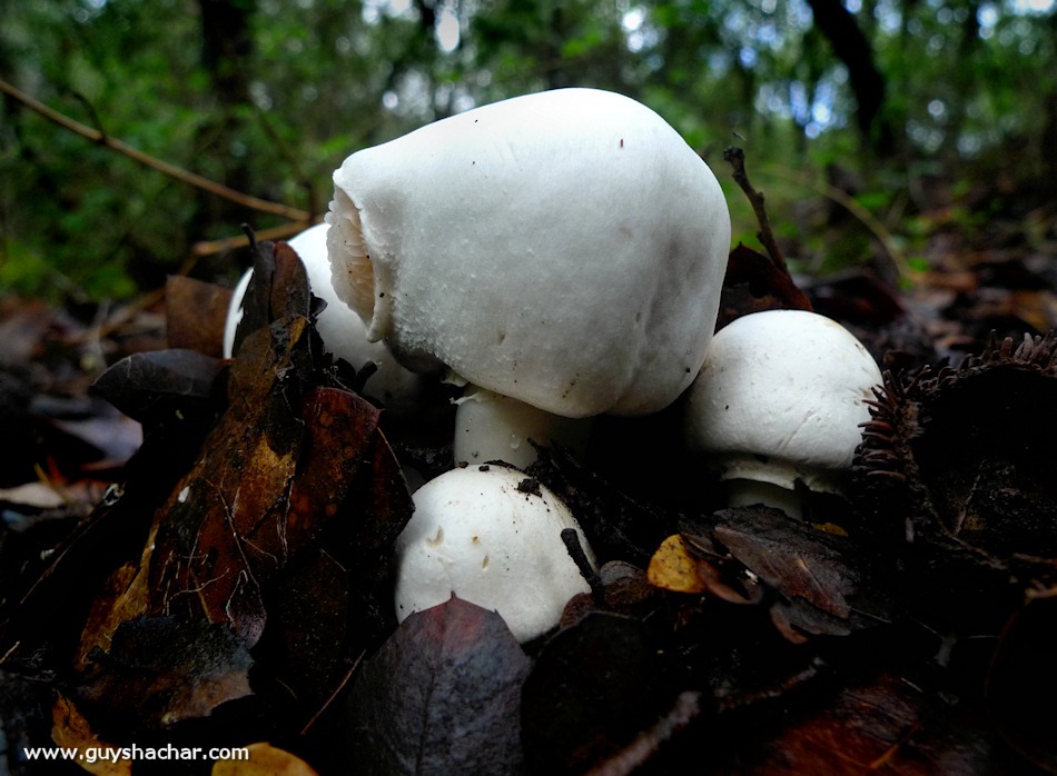 Galilee_Mushrooms_P2000403