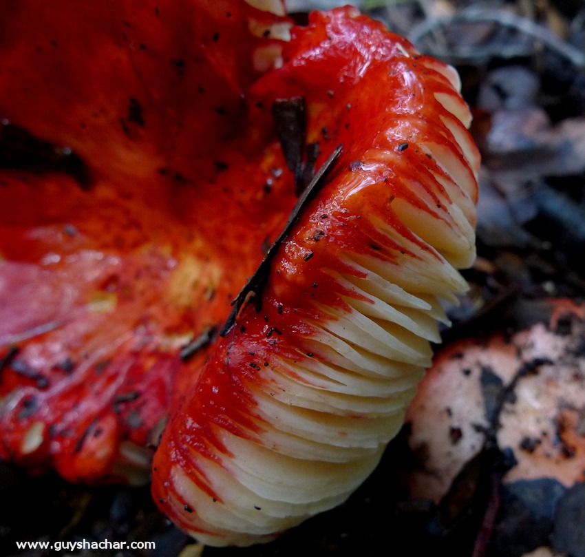 Galilee_Mushrooms_P2000406
