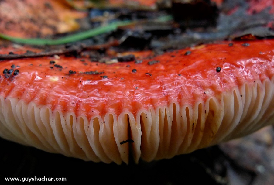 Galilee_Mushrooms_P2000414