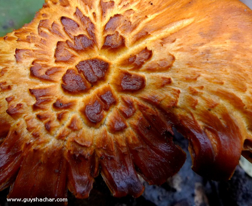 Galilee_Mushrooms_P2000419b