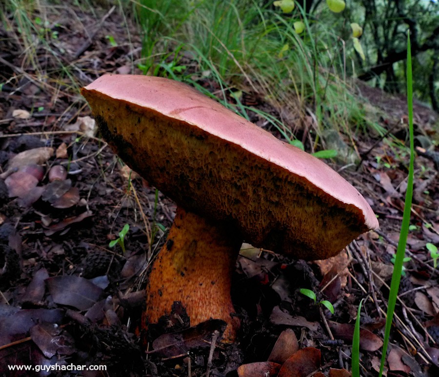 Galilee_Mushrooms_P2000474