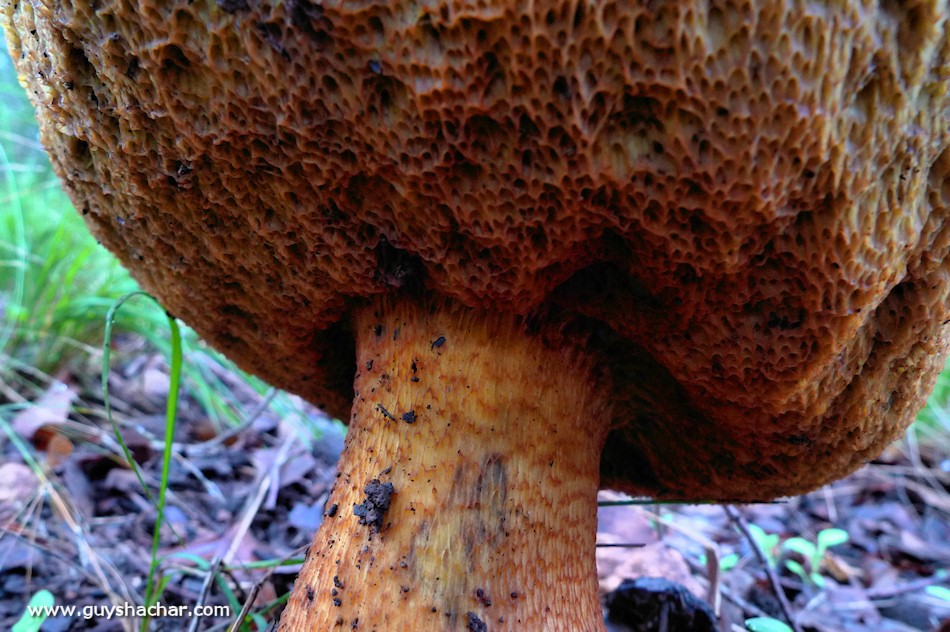 Galilee_Mushrooms_P2000476