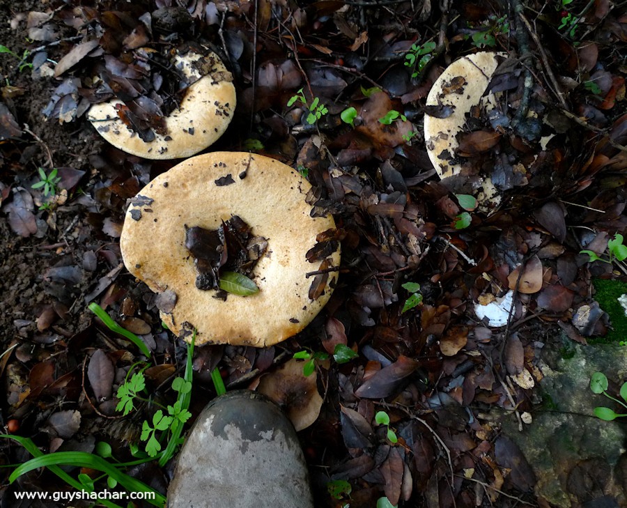 Galilee_Mushrooms_P2000483
