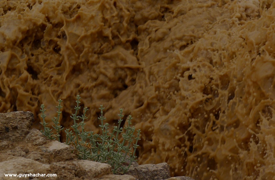 Wadi-Peres_P1180847