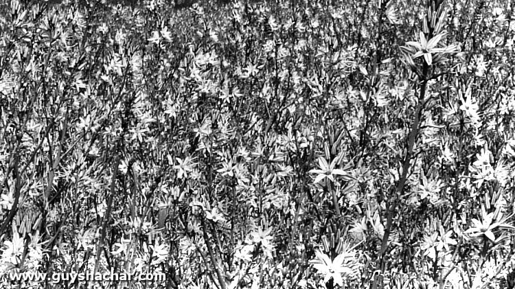 iriot_1310802b.jpg