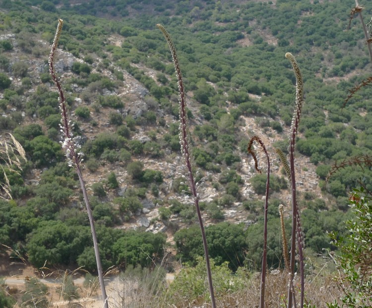 squills_1170831.jpg