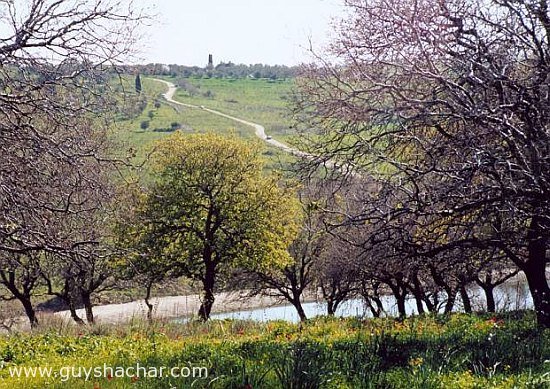 Israel_Landscapes_ramat_menashe_.jpg