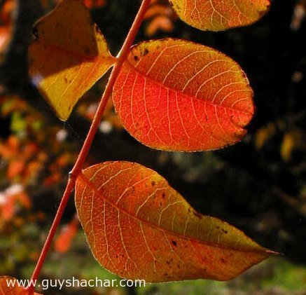 flowers_autumn_colored_leaves_1583.jpg