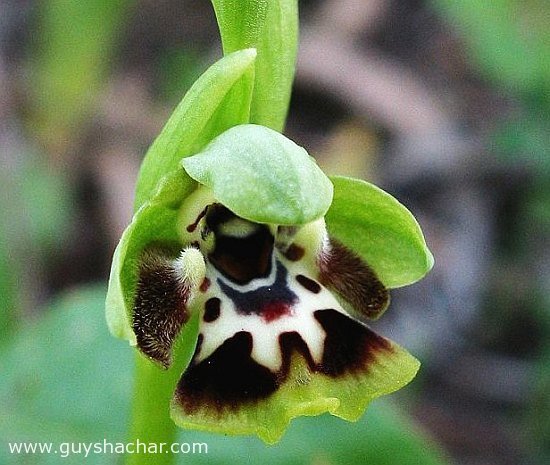 flowers_dvoranit_tzehubat_shulaim_6549.jpg