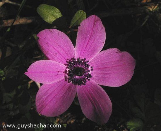 flowers_purple_kalanit_4811.jpg