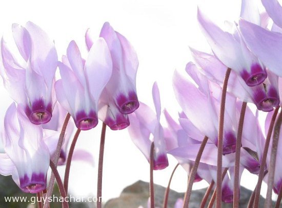 flowers_rakafot_high_key.jpg