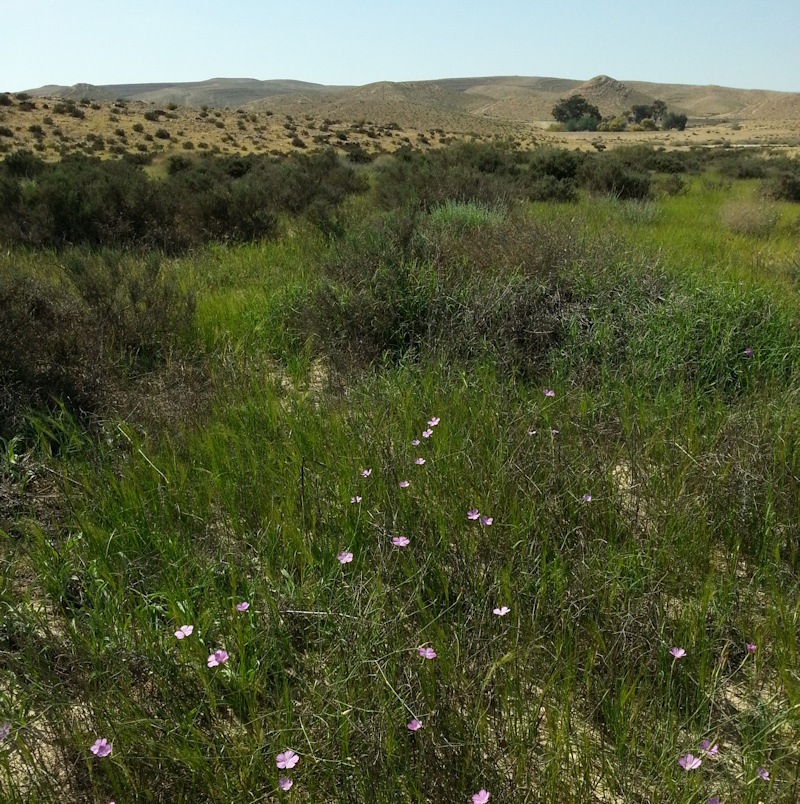 ReGreen_Negev_20160429_155326