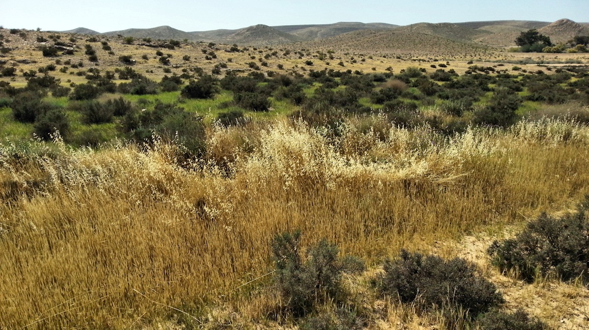 ReGreen_Negev_20160429_160547