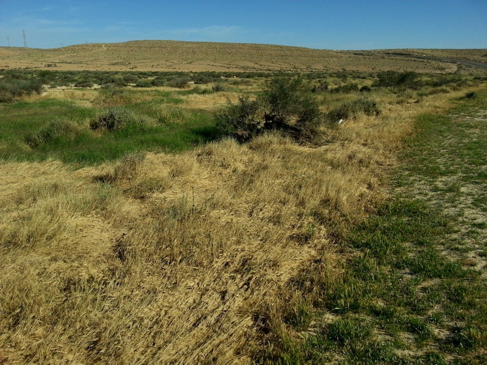 ReGreen_Negev_20160430_083726