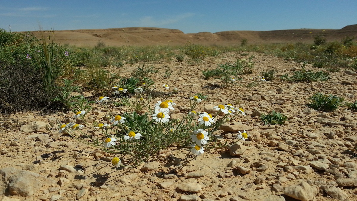 ReGreen_Negev_20160430_095559
