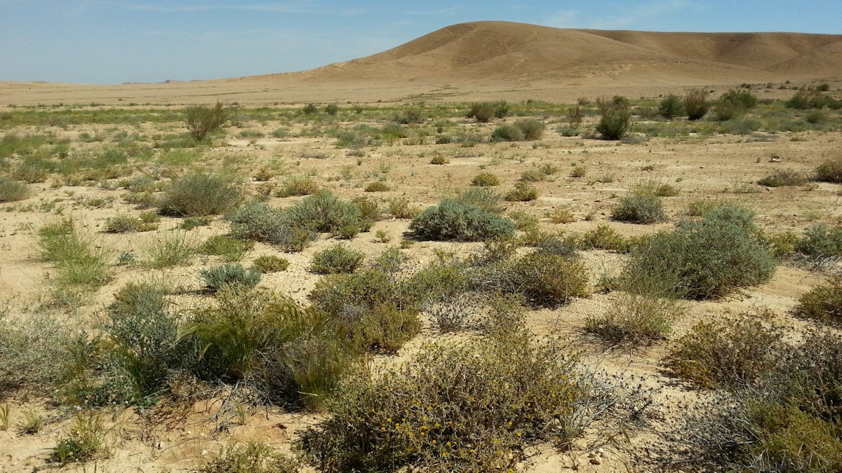 ReGreen_Negev_20160430_100558