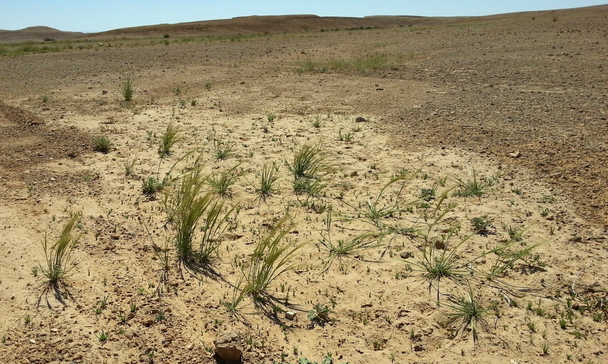 ReGreen_Negev_20160430_100627