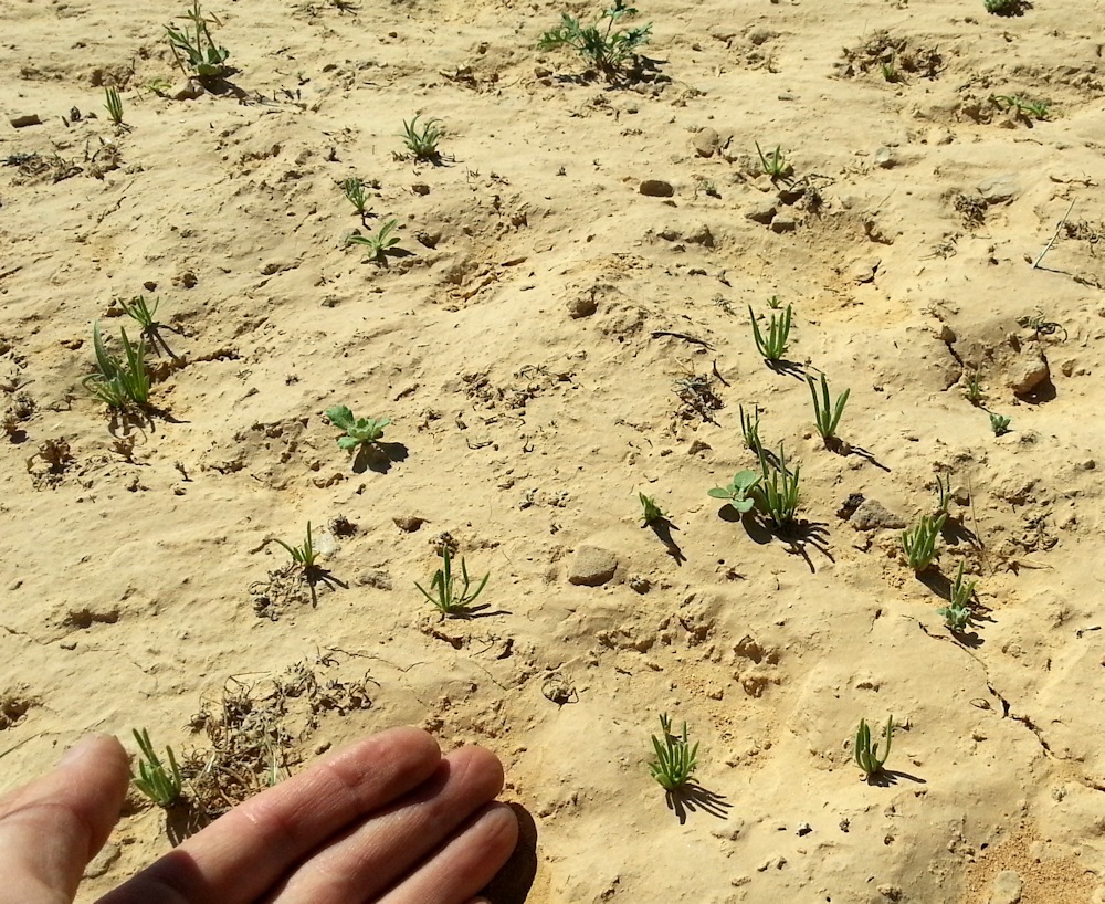 ReGreen_Negev_20160430_100655