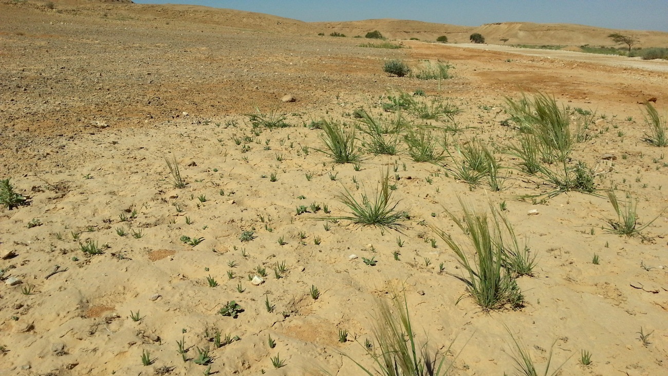 ReGreen_Negev_20160430_100716