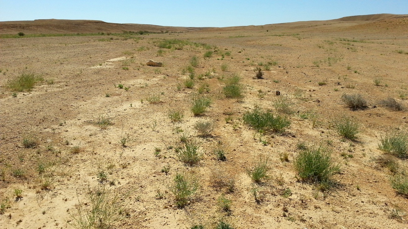 ReGreen_Negev_20160430_100837