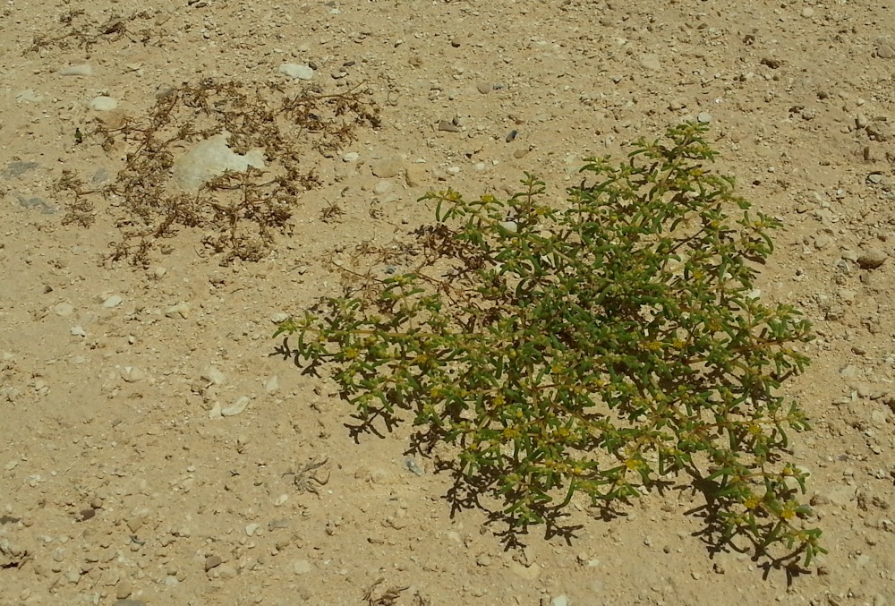 ReGreen_Negev_20160430_114943