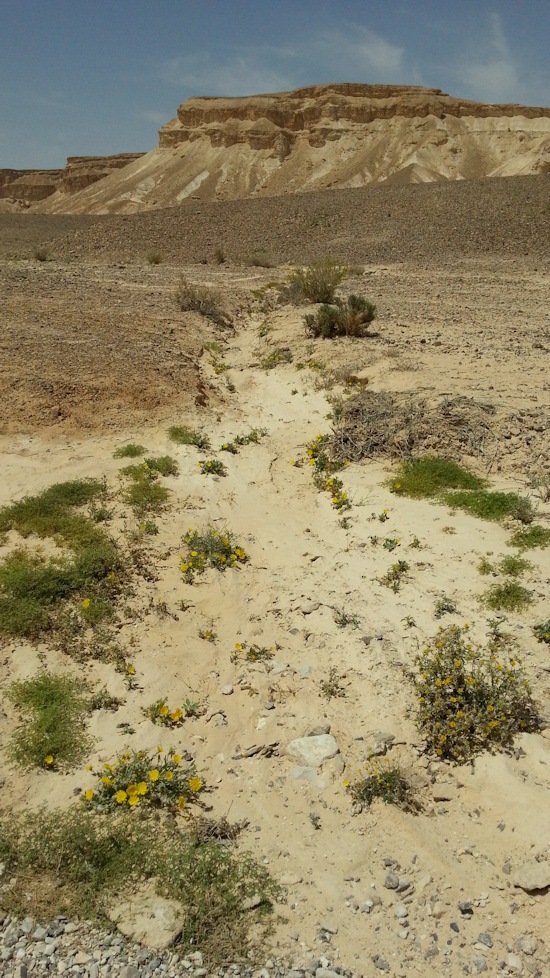 ReGreen_Negev_20160430_132115
