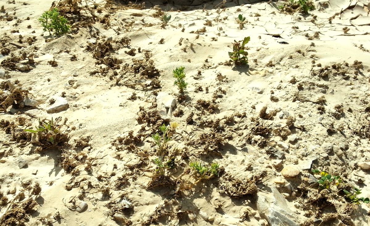 ReGreen_Negev_20160430_152227