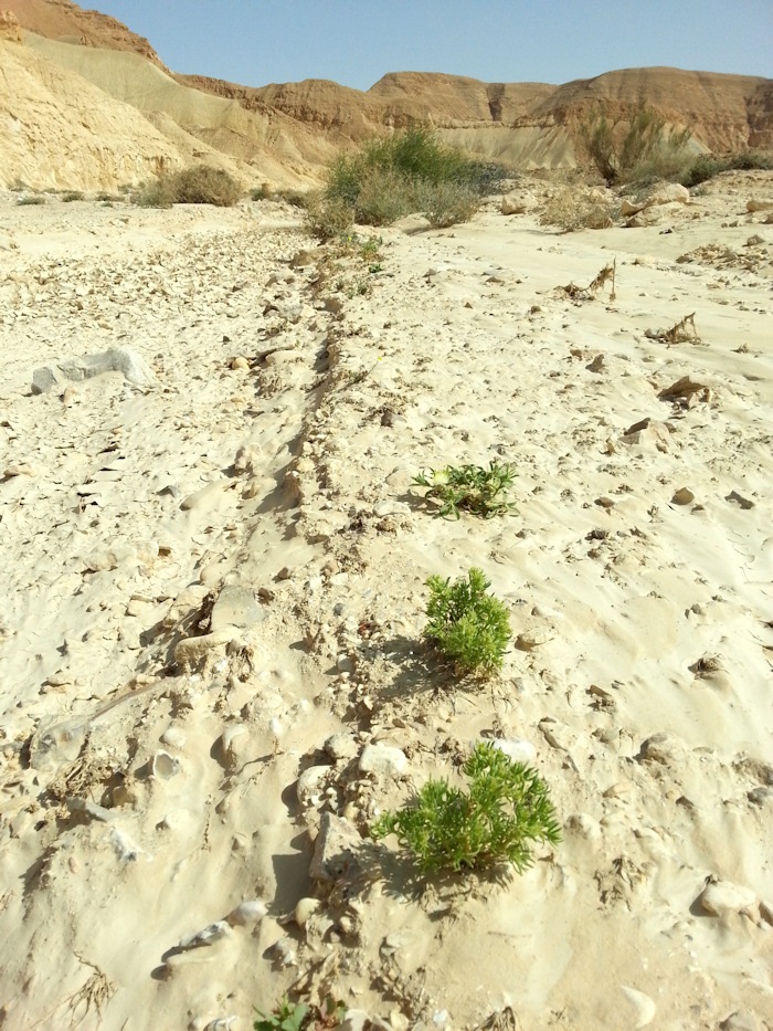 ReGreen_Negev_20160430_152300