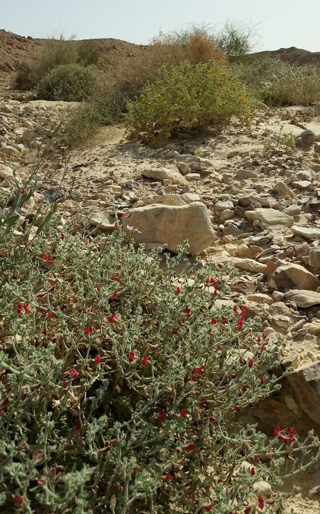 ReGreen_Negev_20160430_155636