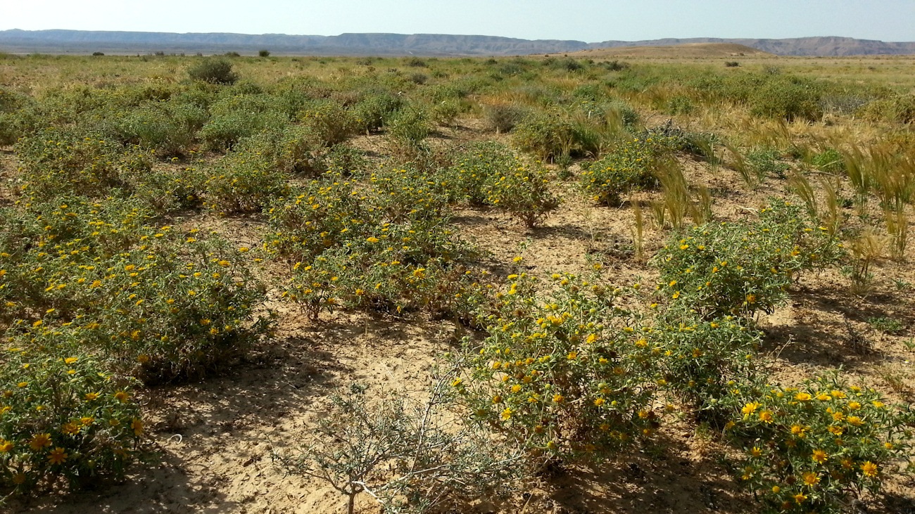 ReGreen_Negev_20160430_162320