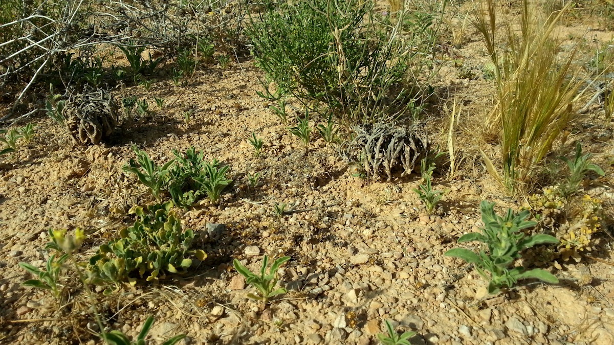 ReGreen_Negev_20160430_162735