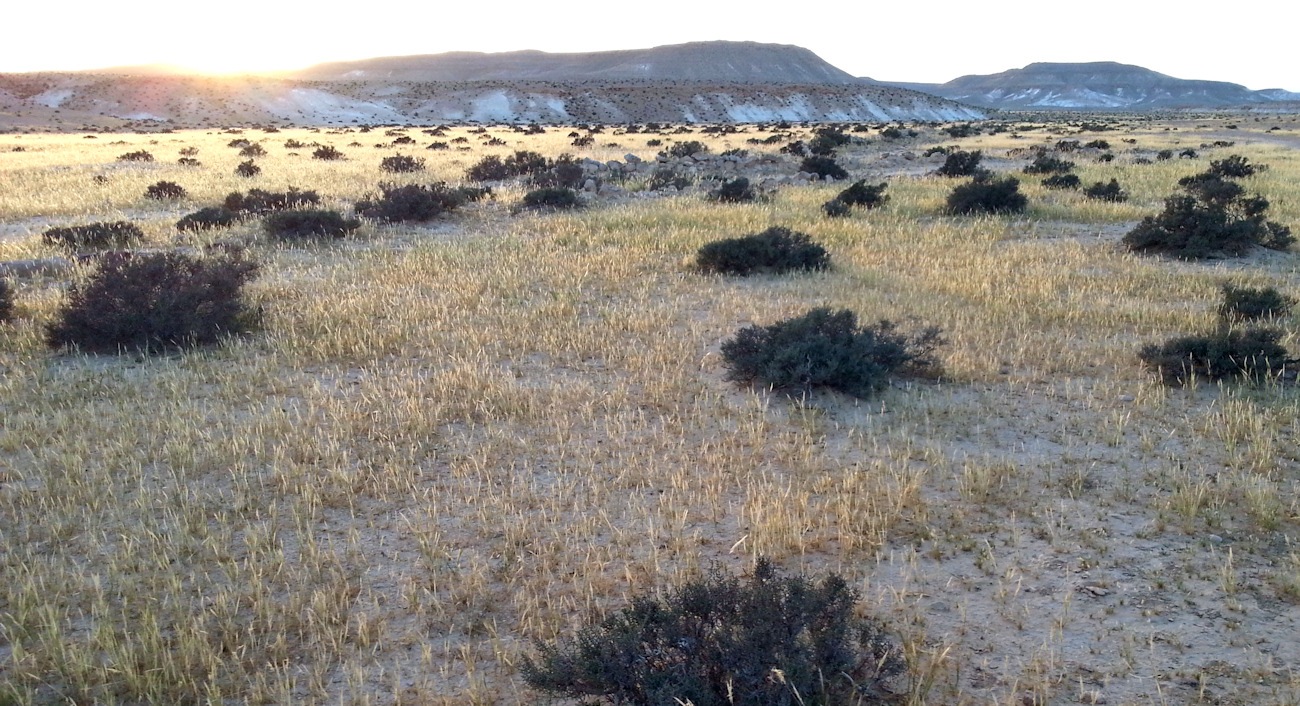 ReGreen_Negev_20160430_190050