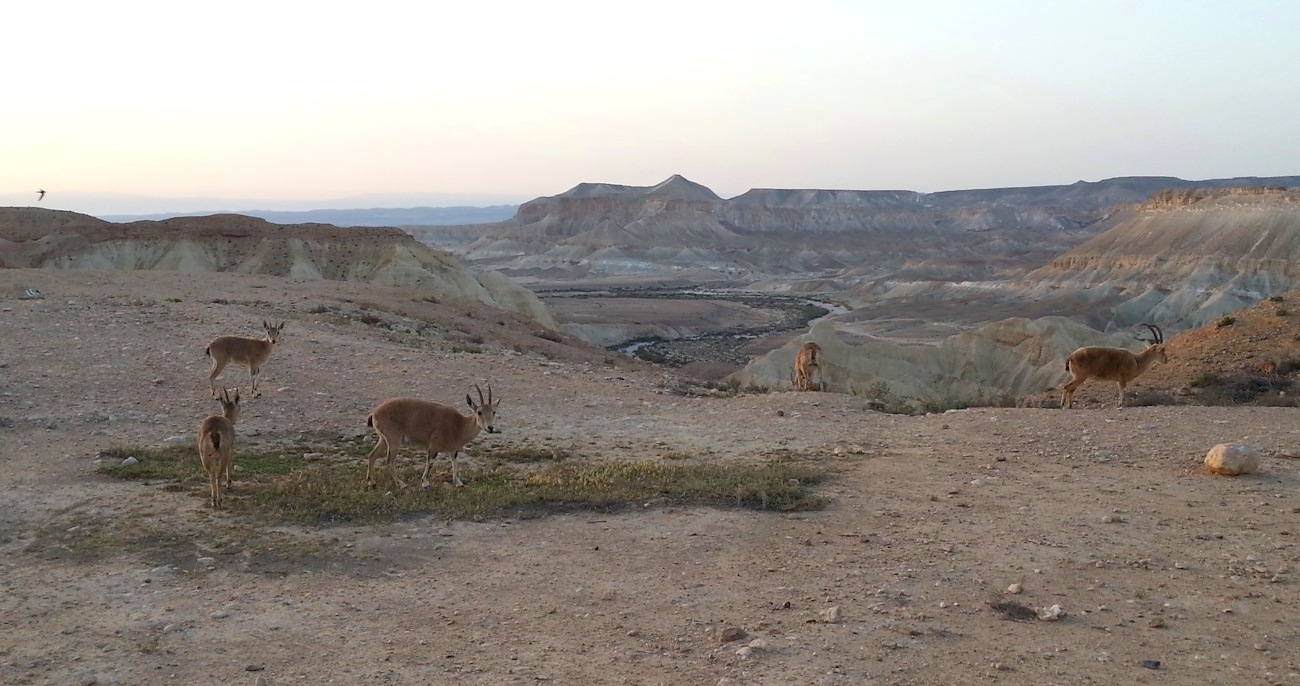 ReGreen_Negev_20160501_061708