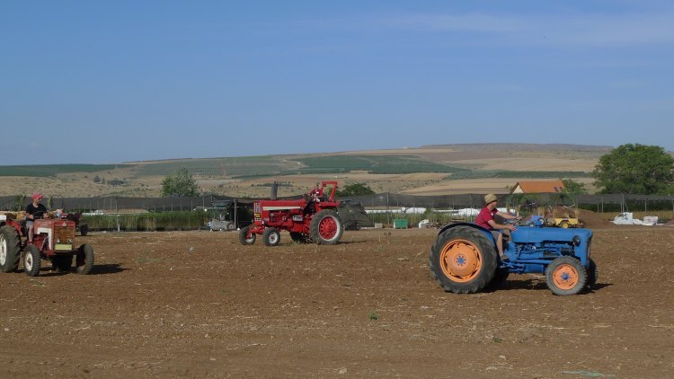 Shavuot_Shadmot_Dvora_P1380080.jpg