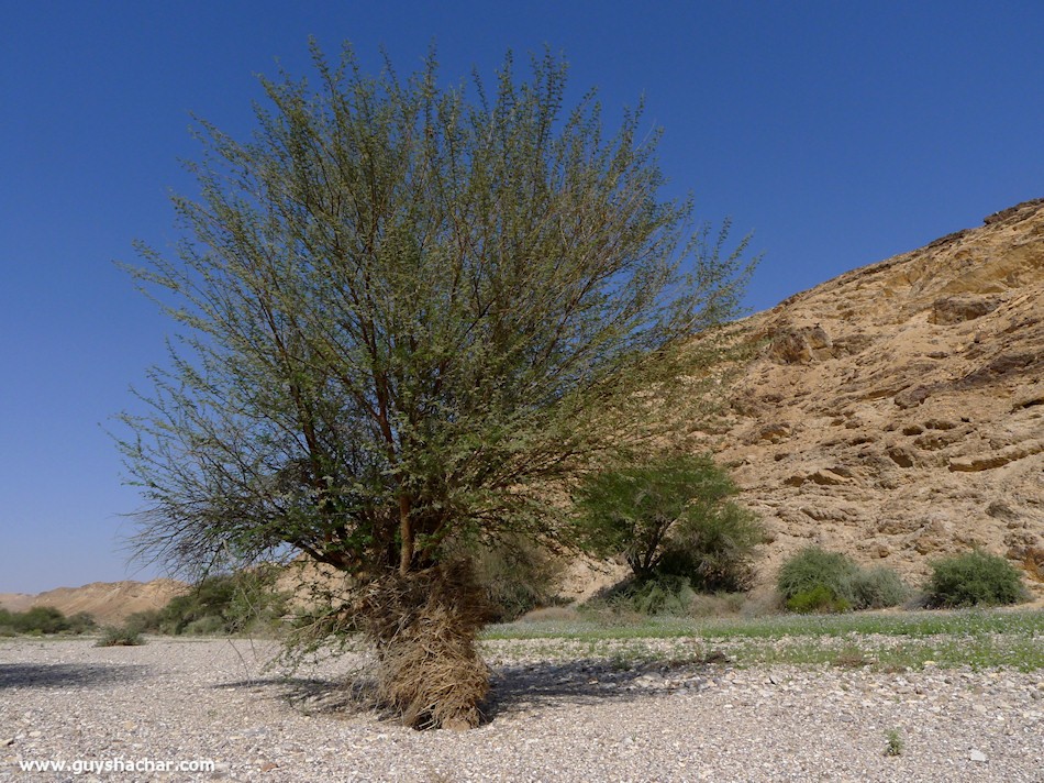 P1180561