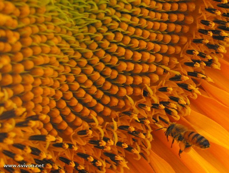 bee_approach_sunflower_6950.jpg