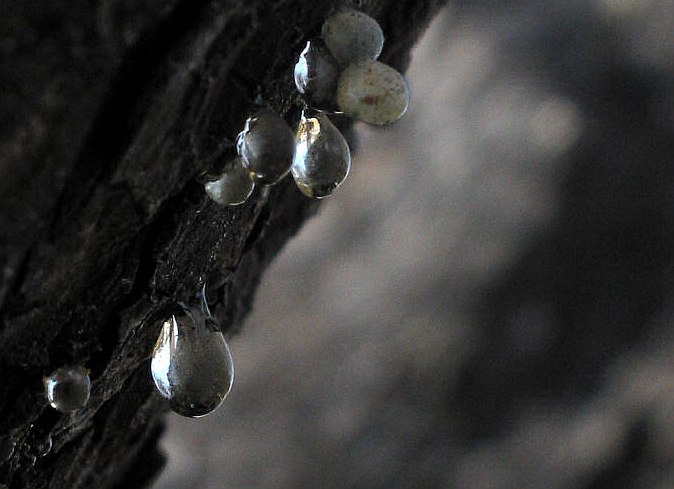 burnt_tree_drops_0167.jpg