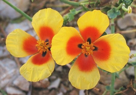 flower_0183.jpg