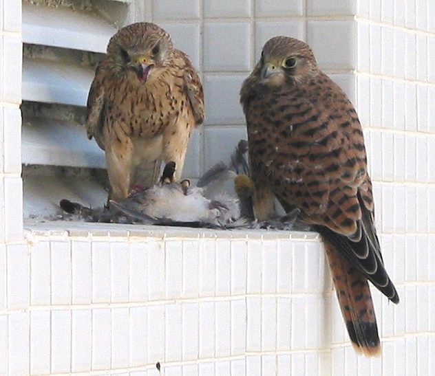 kestrel_7039.jpg
