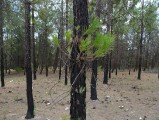התחדשות של אורנים ביער לאחר שריפה