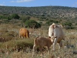 פרות עסיסיות