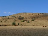 משחקי אור על השלף ועדר הבקר