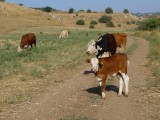 פרות חמודות. בעייתי לחובב בשר שכמוני