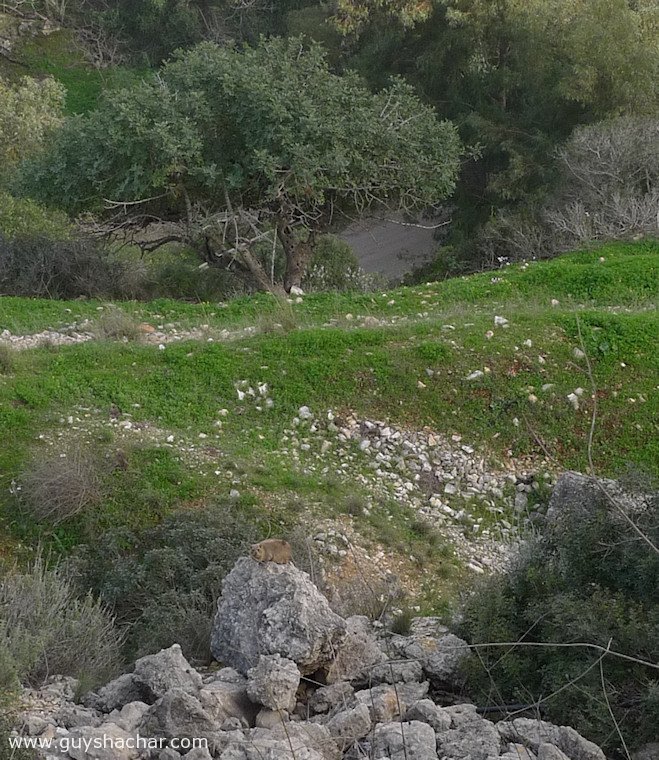 Wadi_Rushmia_Nahal_Giborim-P1560979.jpg