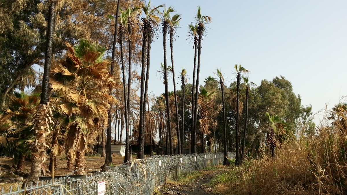 YMCA_Tiberias_Burnt_20160605_072918